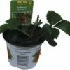 FloraSelf Erdbeere Fragaria X Ananassa 'Korona' Ø 9 Cm Topf 1 FloraSelf Erdbeere Fragaria X Ananassa 'Korona' Ø 9 Cm Topf -Florasellf Geschaft DV 8 6414996 01 4c DE 20180309191448