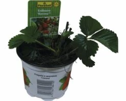 FloraSelf Erdbeere Fragaria X Ananassa 'Korona' Ø 9 Cm Topf