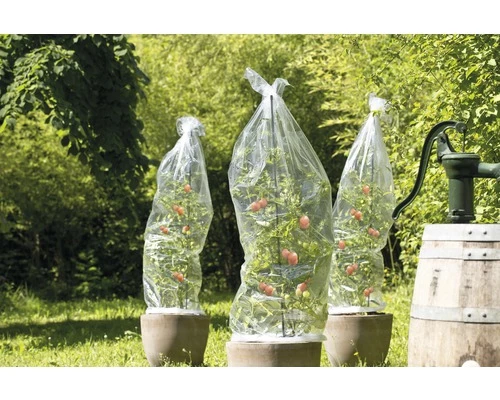 Tomatenhaube Tomatenhut FloraSelf 10x0,65 N Transparent 4 Tomatenhaube Tomatenhut FloraSelf 10x0,65 N Transparent – Bild 2