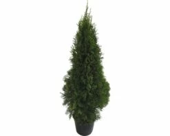 Lebensbaum FloraSelf Thuja Occidentalis 'Smaragd' H 125-150 Cm Co 12 L -Florasellf Geschaft DV 8 6490115 04 4c DE 20200720114750
