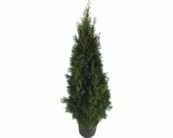 Lebensbaum FloraSelf Thuja Occidentalis 'Smaragd' H 125-150 Cm Co 12 L -Florasellf Geschaft DV 8 6490115 05 4c DE 20191018051656
