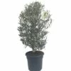 FloraSelf Olivenbaum Olea Europaea H 40-60 Cm Co 7,5 L 2 FloraSelf Olivenbaum Olea Europaea H 40-60 Cm Co 7,5 L -Florasellf Geschaft DV 8 6492775 01 4c DE 20171221072553