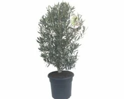 FloraSelf Olivenbaum Olea Europaea H 40-60 Cm Co 7,5 L