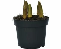 Tulpe FloraSelf Tulipa X Hybride 'Top Lips' Ø 12 Cm Topf