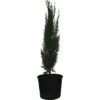 Mittelmeer-Zypresse 'Totem' FloraSelf Cupressus Sempervirens 'Totem' H 60-70cm Co 3 L -Florasellf Geschaft DV 8 6544475 01 4c CH 20181022101753