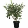 Spindelbaum FloraSelf Euonymus Alatus H 60-80 Cm C18 L -Florasellf Geschaft DV 8 6544477 01 4c CH 20181022101753