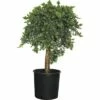 Wacholder FloraSelf Juniperus Conferta 'Blue Pacific' Stämmchen H 40-60 Cm Co 12 L -Florasellf Geschaft DV 8 6544480 01 4c CH 20181022111650