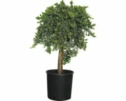 Wacholder FloraSelf Juniperus Conferta 'Blue Pacific' Stämmchen H 40-60 Cm Co 12 L