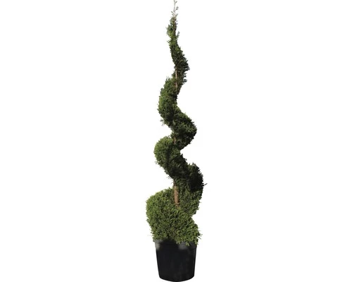 Gelbe Leyland-Zypresse FloraSelf Cupressocyparis Leylandii 'Castlewellan Gold' H 200-220 Cm Co 70 L 3 Gelbe Leyland-Zypresse FloraSelf Cupressocyparis Leylandii 'Castlewellan Gold' H 200-220 Cm Co 70 L