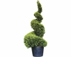 Englische Zypresse Spirale FloraSelf Cupressocyparis Leylandii 'Goldrider' H 220-240 Cm Co 130 L