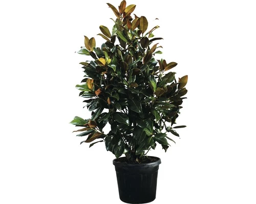 Immergrüne Magnolie FloraSelf Magnolia Grandiflora 'Galissoniere' H 200-230 Cm Co 70 L 3 Immergrüne Magnolie FloraSelf Magnolia Grandiflora 'Galissoniere' H 200-230 Cm Co 70 L