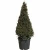 Eibe FloraSelf Taxus Baccata H 100-120 Cm Co 30 L 2 Eibe FloraSelf Taxus Baccata H 100-120 Cm Co 30 L -Florasellf Geschaft DV 8 6548420 01 4c DE 20180310102507