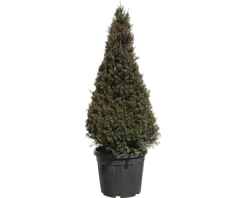Eibe FloraSelf Taxus Baccata H 100-120 Cm Co 30 L 3 Eibe FloraSelf Taxus Baccata H 100-120 Cm Co 30 L