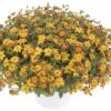 Zweizahn FloraSelf Bidens Ferulifolia 'Blazing Fire' Ø 12 Cm Topf -Florasellf Geschaft DV 8 6560472 01 4c DE 20180126125500