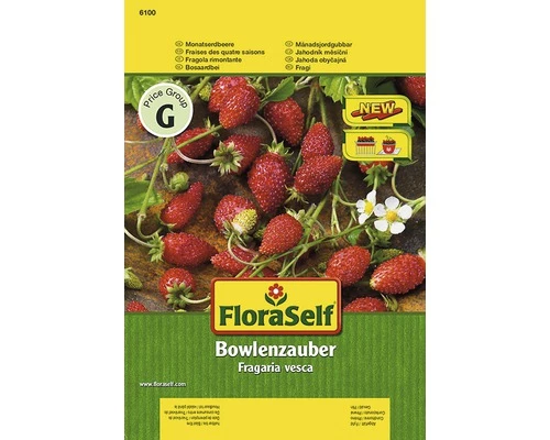 Erdbeere 'Bowlenz' FloraSelf Samenfestes Saatgut Gemüsesamen 3 Erdbeere 'Bowlenz' FloraSelf Samenfestes Saatgut Gemüsesamen
