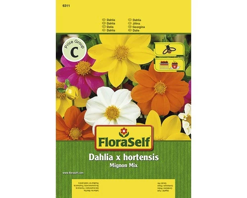 Dahlie 'Mignon' FloraSelf Samenfestes Saatgut Blumensamen 3 Dahlie 'Mignon' FloraSelf Samenfestes Saatgut Blumensamen