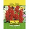 Feuersalbei FloraSelf Samenfestes Saatgut Blumensamen