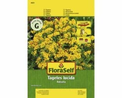 Tagetes 'Anisata' FloraSelf Samenfestes Saatgut Blumensamen