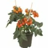 Snack-Kirschtomate FloraSelf Solanum Lycopersicum Ø 14 Cm Topf -Florasellf Geschaft DV 8 6573481 01 4c DE 20171216120522