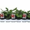 Erdbeere FloraSelf Fragaria X Ananassax 'Honeoye' Ø 9 Cm Topf -Florasellf Geschaft DV 8 6573484 01 4c DE 20180113114010