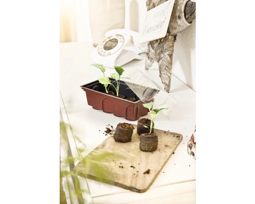 Zimmergewächshaus FloraSelf Fensterbank-Treibhaus 19x11x11 Cm Inkl. 8 Quelltabs Und Haube 4 Zimmergewächshaus FloraSelf Fensterbank-Treibhaus 19x11x11 Cm Inkl. 8 Quelltabs Und Haube – Bild 2