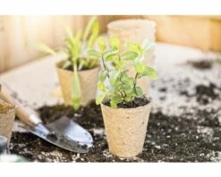 Anzuchttöpfe FloraSelf Ø 6 H 6 Cm 24 Stk -Florasellf Geschaft DV 8 6623220 01 4c DE 20181128171655