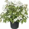 Japanischer Schneeball FloraSelf Viburnum Plicatum 'Summer Snowflake' H 30-40 Cm Co 5 L -Florasellf Geschaft DV 8 6625346 01 4c DE 20180120063612