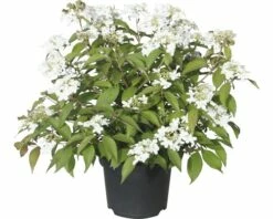 Japanischer Schneeball FloraSelf Viburnum Plicatum 'Summer Snowflake' H 30-40 Cm Co 5 L
