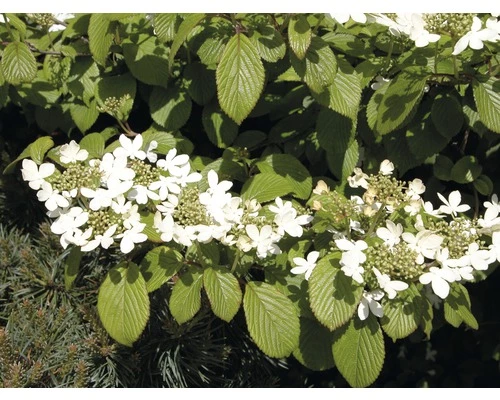Japanischer Schneeball FloraSelf Viburnum Plicatum 'Mariesii' H 40-60 Cm Co 5 L 4 Japanischer Schneeball FloraSelf Viburnum Plicatum 'Mariesii' H 40-60 Cm Co 5 L – Bild 2