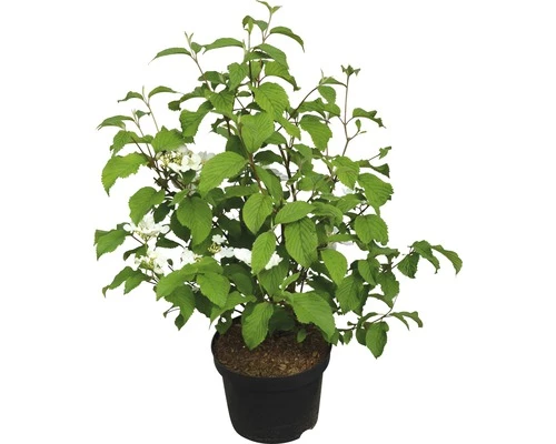 Japanischer Schneeball FloraSelf Viburnum Plicatum 'Mariesii' H 40-60 Cm Co 5 L 3 Japanischer Schneeball FloraSelf Viburnum Plicatum 'Mariesii' H 40-60 Cm Co 5 L