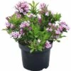 Weigelie FloraSelf Weigela Florida 'Pink Poppet' H 40-50 Cm Co 5 L -Florasellf Geschaft DV 8 6625348 02 4c DE 20180120065342
