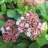Mittelmeer Schneeball FloraSelf Viburnum Tinus 'Lisarose' H 40-50 Cm Co 5 L -Florasellf Geschaft DV 8 6625349 01 4c DE 20200305134659