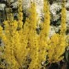 Goldglöckchen, Forsythie FloraSelf Forsythia Intermedia 'Goldrausch' H 50-60 Cm Co 4 L 2 Goldglöckchen, Forsythie FloraSelf Forsythia Intermedia 'Goldrausch' H 50-60 Cm Co 4 L -Florasellf Geschaft DV 8 6625350 02 4c DE 20210127141758