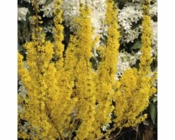 Goldglöckchen, Forsythie FloraSelf Forsythia Intermedia 'Goldrausch' H 50-60 Cm Co 4 L