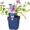 Eisenkraut FloraSelf Verbena -Cultivars 'Sebrooks Lavender' H 5-25 Cm Co 0,5 L -Florasellf Geschaft DV 8 6627648 01 4c DE 20230315221655