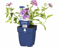Eisenkraut FloraSelf Verbena -Cultivars 'Sebrooks Lavender' H 5-25 Cm Co 0,5 L