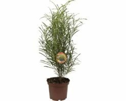 Säulen-Faulbaum FloraSelf Rhamnus Frangula 'Fine Line' H 40-60 Cm Co 5 L