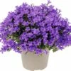 Glockenblume FloraSelf Campanula Portenschlagiana 'Intens Purple' Ø 20 Cm Topf 2 Glockenblume FloraSelf Campanula Portenschlagiana 'Intens Purple' Ø 20 Cm Topf -Florasellf Geschaft DV 8 6698187 01 4c DE 20180323080820