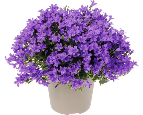 Glockenblume FloraSelf Campanula Portenschlagiana 'Intens Purple' Ø 20 Cm Topf 3 Glockenblume FloraSelf Campanula Portenschlagiana 'Intens Purple' Ø 20 Cm Topf