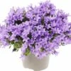 Glockenblume FloraSelf Campanula Portenschlagiana 'Lavender' Ø 20 Cm Topf