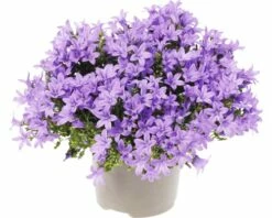 Glockenblume FloraSelf Campanula Portenschlagiana 'Lavender' Ø 20 Cm Topf