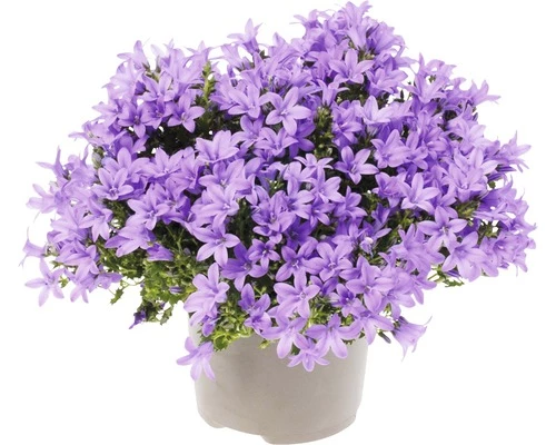 Glockenblume FloraSelf Campanula Portenschlagiana 'Lavender' Ø 20 Cm Topf 3 Glockenblume FloraSelf Campanula Portenschlagiana 'Lavender' Ø 20 Cm Topf