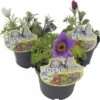 Küchenschelle ROCKCollection FloraSelf Pulsatilla Vulgaris H 10-20 Cm Ø 13 Cm Topf -Florasellf Geschaft DV 8 6716745 01 4c DE 20180412220831