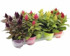 Celosie FloraSelf Celosia-Cultivars 'Kelos' Ø 12 Cm Zufällige Sortenauswahl