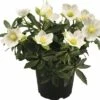 Christrose FloraSelf Helleborus Niger 'Little Darling' Ø 13 Cm Topf 2 Christrose FloraSelf Helleborus Niger 'Little Darling' Ø 13 Cm Topf -Florasellf Geschaft DV 8 6726874 01 4c DE 20180528182604