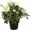 Christrose FloraSelf Helleborus Niger 'Christmas Darling' Ø 17 Cm Topf -Florasellf Geschaft DV 8 6726875 01 4c DE 20180528182208