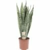 Bogenhanf FloraSelf Sansevieria Trifasciata 'Zeylanica' H Ca. 20 Cm Ø 12/13 Cm Topf 1 Bogenhanf FloraSelf Sansevieria Trifasciata 'Zeylanica' H Ca. 20 Cm Ø 12/13 Cm Topf -Florasellf Geschaft DV 8 6736251 01 4c DE 20211004111659