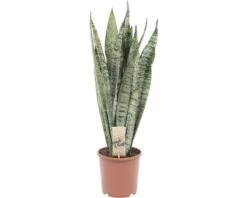 Bogenhanf FloraSelf Sansevieria Trifasciata 'Zeylanica' H Ca. 20 Cm Ø 12/13 Cm Topf