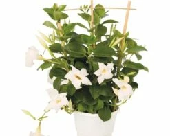 Trichterblüte FloraSelf Dipladenia Mandevilla-Cultivars 'Summer Bell Bright White' Ø 10,5 Cm Topf