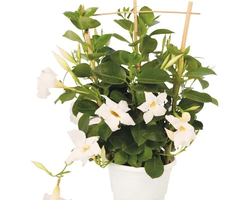 Trichterblüte FloraSelf Dipladenia Mandevilla-Cultivars 'Summer Bell Bright White' Ø 10,5 Cm Topf 3 Trichterblüte FloraSelf Dipladenia Mandevilla-Cultivars 'Summer Bell Bright White' Ø 10,5 Cm Topf